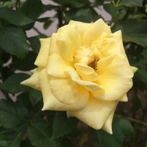 Meet your Posher, Ellen